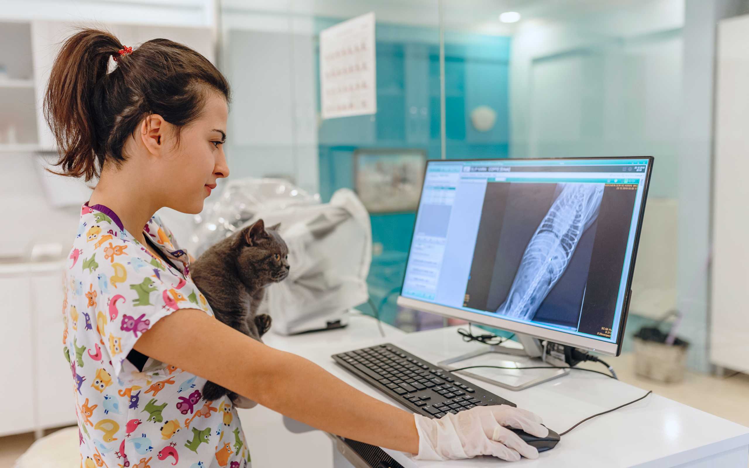 Veterinario sujetando a un gato y mirando la pantalla con el historial del paciente